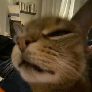 Meet your Posher, Cora